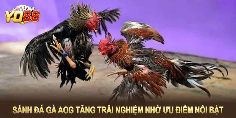 AOG Đá Gà – Sân Chơi Chiến Kê Đẳng Cấp 2025 Tại Yo88